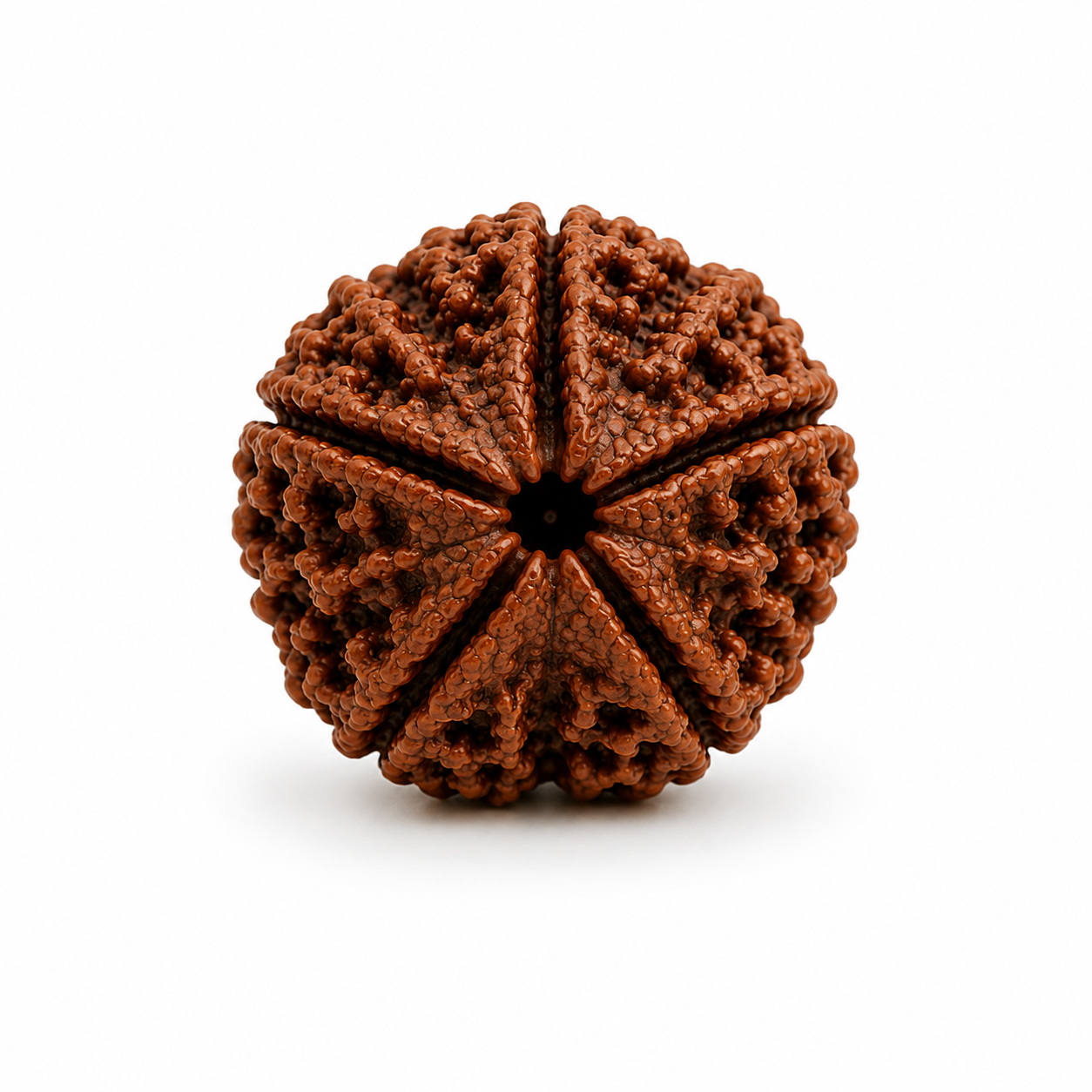 5 Mukhi Rudraksha ( Nepal Origin )